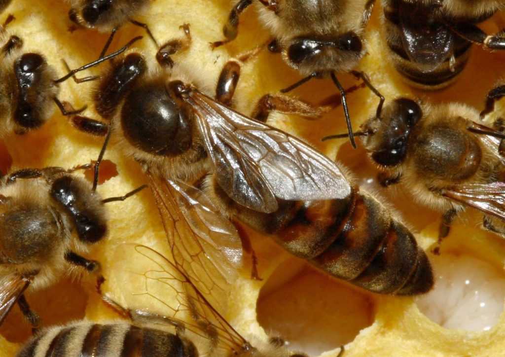 Породы пчел — карпатская, карника, среднерусская, фото и описание медоносных пчел, видео