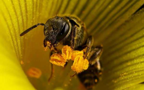 11 полезных продуктов пчеловодства, их целебные свойства и применение