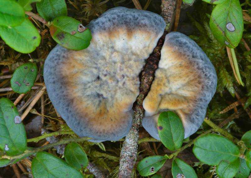 Опята зимние (flammulina velutipes): фото, видео, описание грибов, отличие ложных опят от съедобных