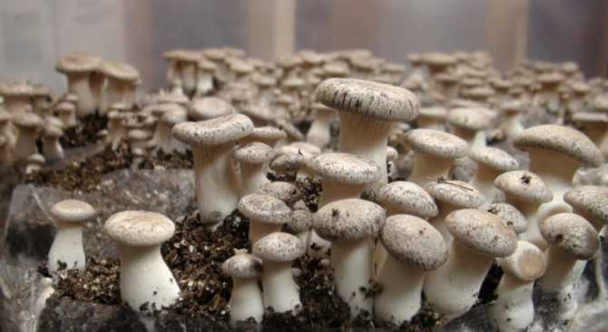 Как вырастить белый гриб на даче. выращивание белого гриба на дачном участке. в данной статье идет речь о том, какими способами можно вырастить белый гриб на дачном участке.