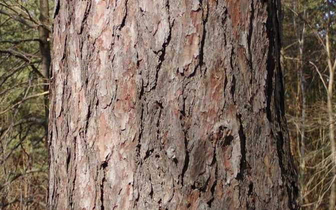 Сосна итальянская Сильверкрест (Pinus pinea Silver crest): особенности культуры, описание, фото. Выращивание пинии Сильверкрест: выбор места, посадка, уход, возможные проблемы.