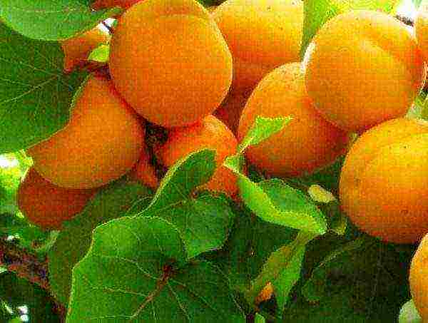 Сорт абрикоса северный триумф – посадка, уход и характеристики плодов