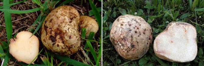 Пороховик гриб – гриб порховка — описание с фото полезных свойств и вреда, использования в кулинарии — tisnso.ru