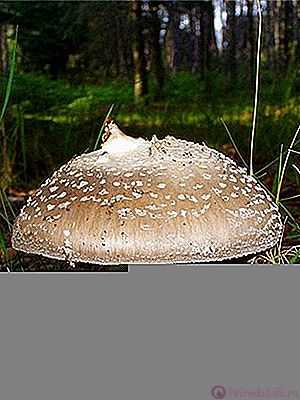 Черный мухомор или поплавок: фото и описание гриба