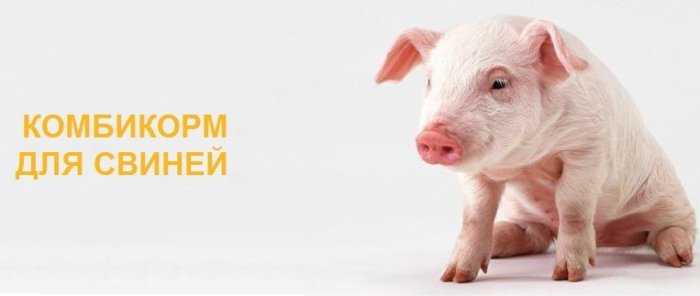 Комбикорм для свиней и поросят: состав и рецепты