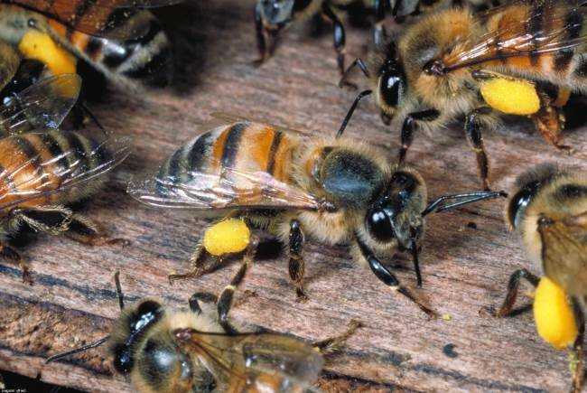 Африканская пчела: ее особенности и опасность
