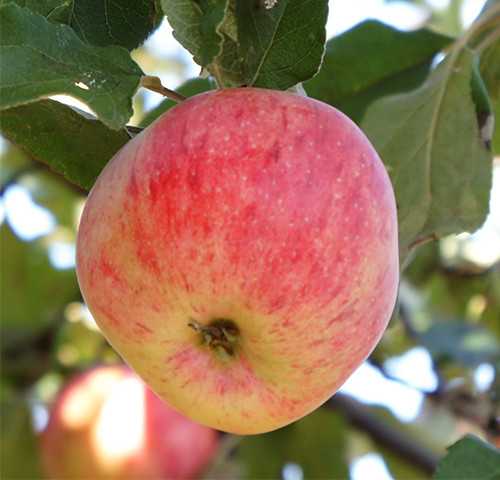 Характеристика яблони россошанская - медоносы | описание, советы, отзывы, фото и видео