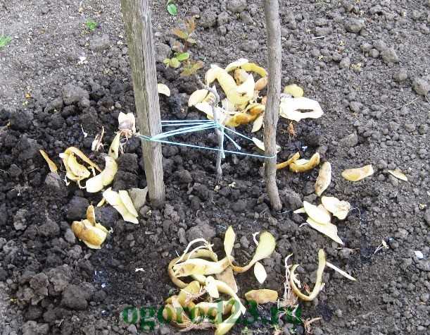 ᐉ картофельные очистки как удобрение и подкормка для растений - roza-zanoza.ru
