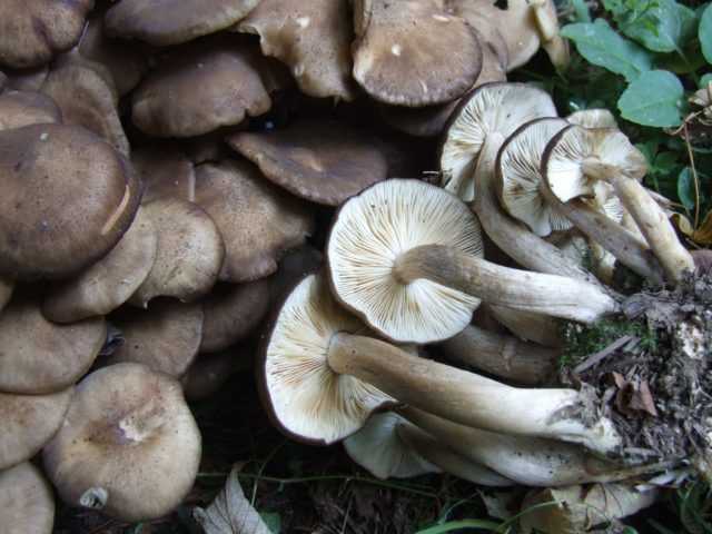 Лиофиллюм симедзи (lyophyllum shimeji) –  грибы сибири