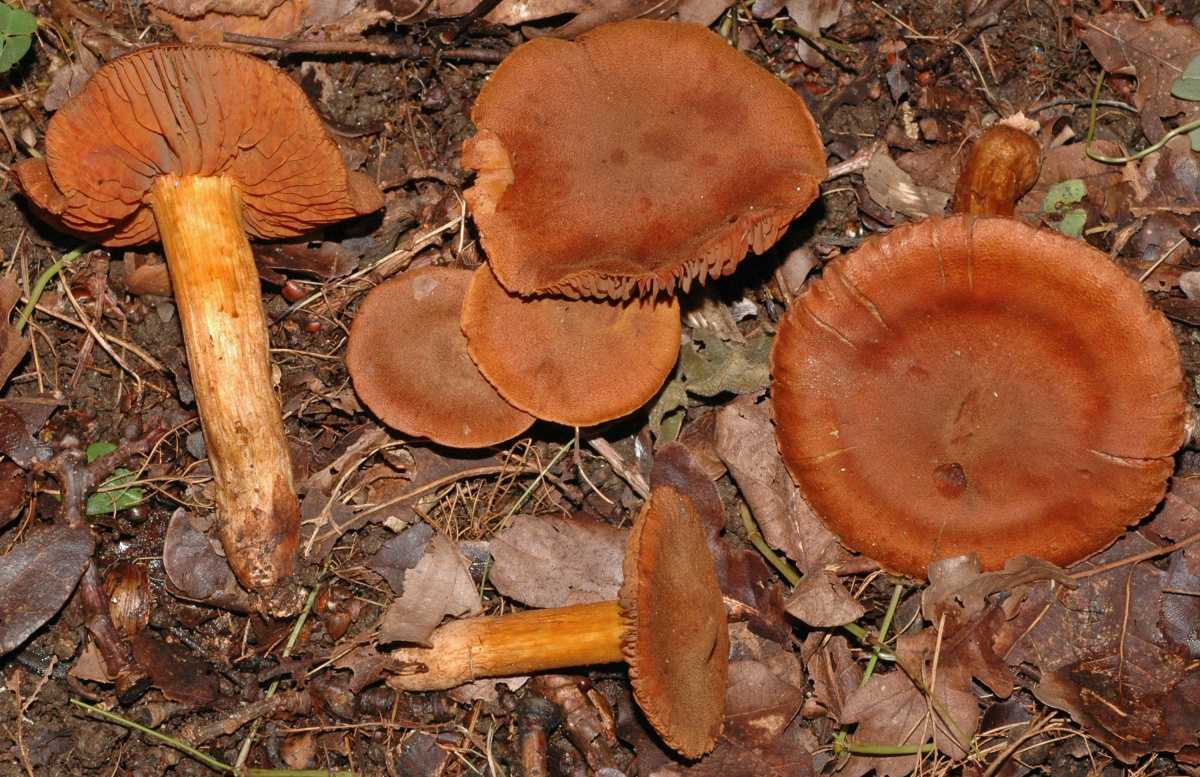 Паутинник красивейший (cortinarius rubellus) – смертельно ядовитый гриб, его фото и описание.