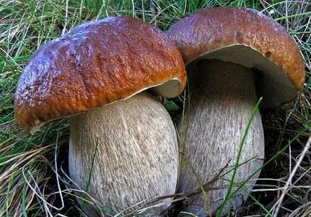 Как вырастить белые грибы на даче: возможные способы