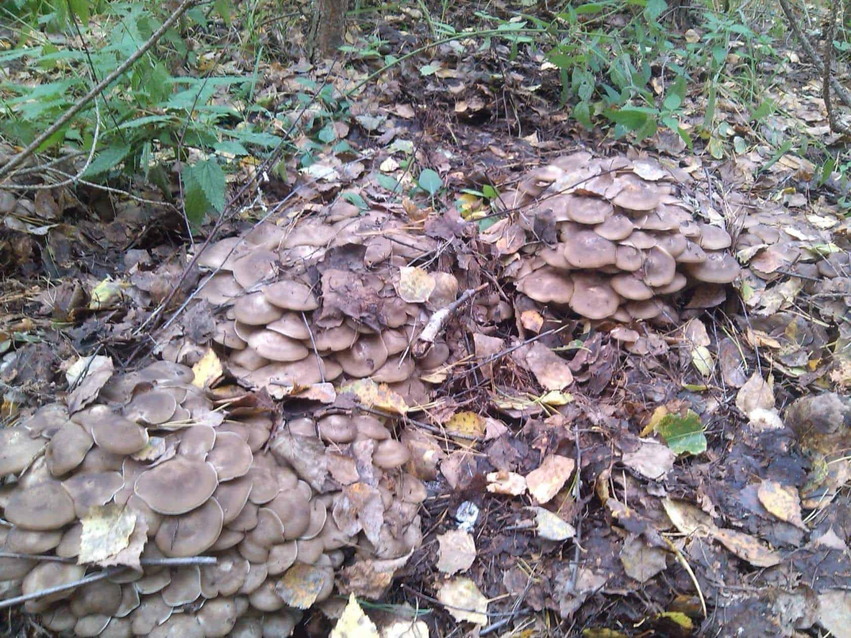 Лиофиллюм крупноспоровый (lyophyllum macrosporum) –  грибы сибири