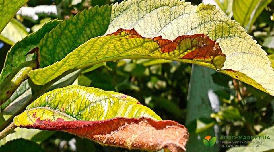 Причины пожелтения листьев у черешни