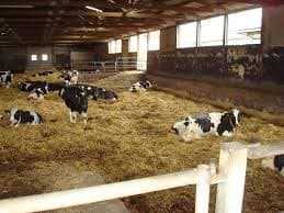Содержание и разведение коров в домашних условиях в личном хозяйстве с выпасом и без — moloko-chr.ru