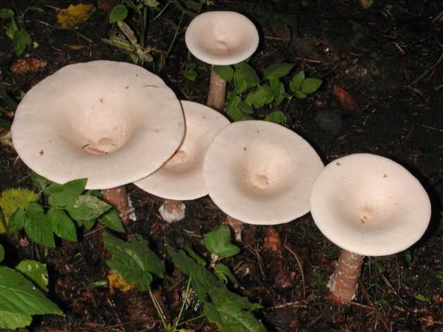 Говорушка: полезные свойства грибов и их питательная ценность, вред и противопоказания, рецепты