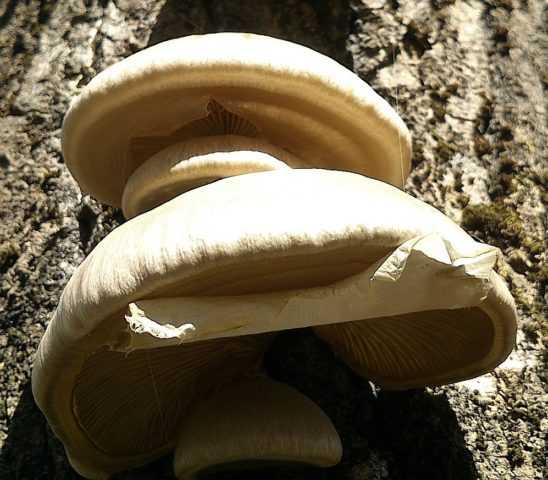 Гриб вешенка дубовая – редкий вид. фото и описание гриба