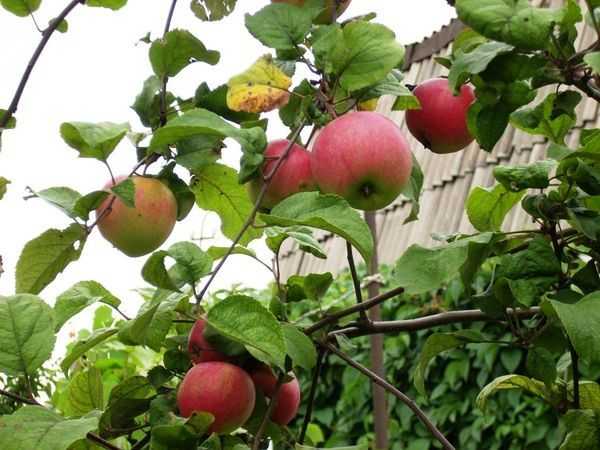 Яблоня краса сведловска: описание, особенности ухода, урожайность