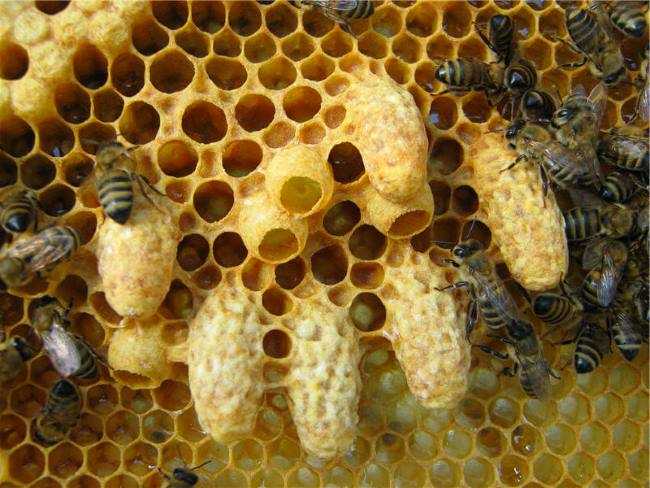 Развитие пчелиной матки от яйца к маточнику и далее | практическое пчеловодство