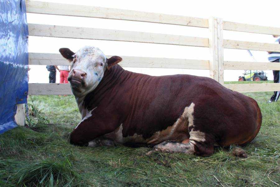 Герефордская порода коров: характеристика, уход и кормление