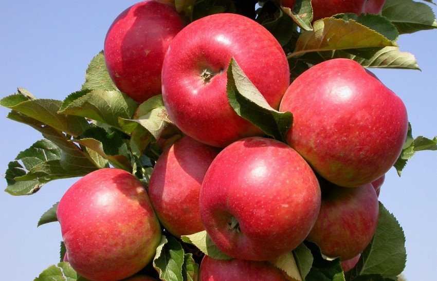 Колоновидная яблоня васюган: выращивание и уход