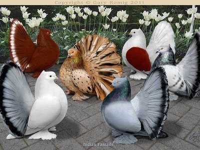 Высоколётные голуби: описание пермской, свердловской и николаевской пород