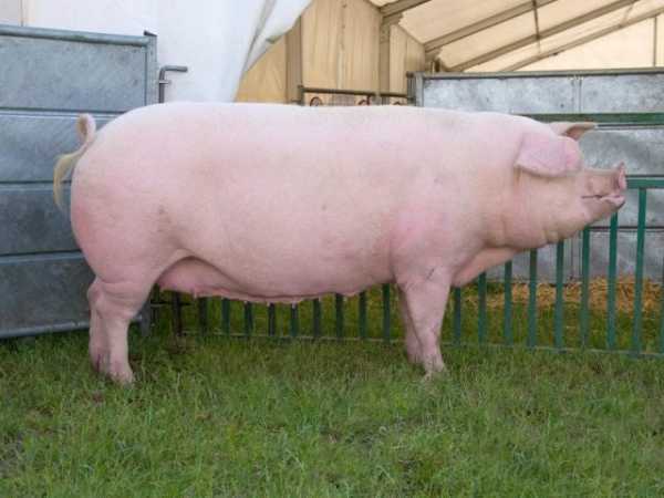 Сколько мясной продукции можно получить из одной свиньи?