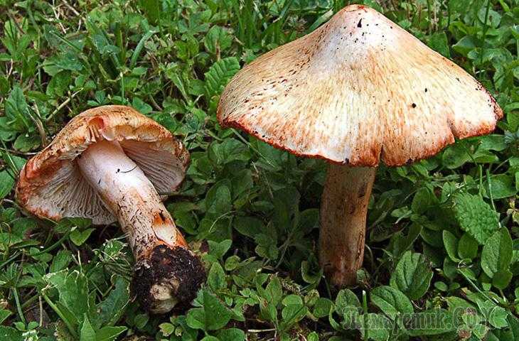 Съесть червивый гриб. грибникам на заметку: можно ли есть червивые грибы? как избавиться от червей в грибах
