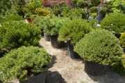 Карликовые хвойные растения — шикарный вариант для озеленения ландшафта!