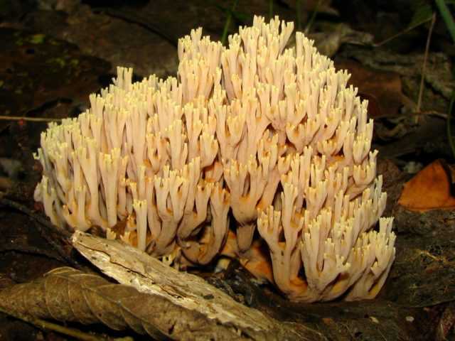 Рогатик пестиковый или булавовидный (clavariadelphus pistillaris): фото, описание, польза и вред условно-съедобного гриба