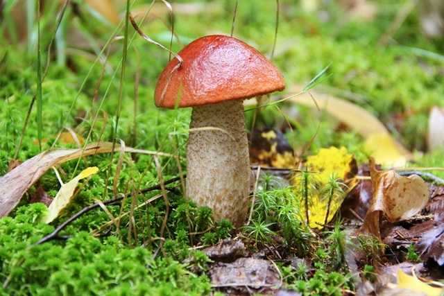 Виды груздей: фото и описание, как выглядят, в каких лесах растут самые популярные разновидности грибов