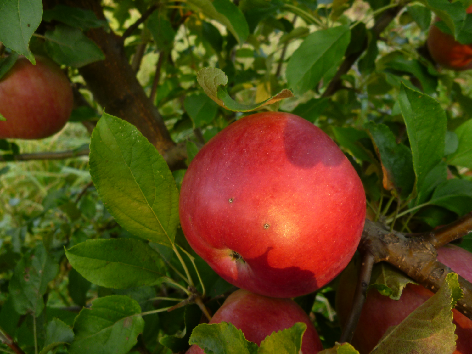 Яблоня вкусного высокоурожайного сорта айдаред