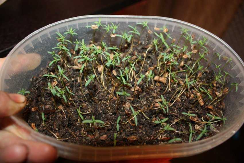 Пихта сибирская – как правильно посадить, ухаживать, и размножать, возможные болезни и вредители