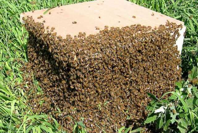 Роение пчел осенью: перечень главных причин и основные признаки процесса. Рекомендации по предотвращению процесса роения в осеннее время.