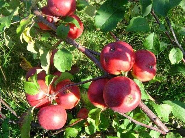 Яблоня лобо – описание сорта, фото, отзывы