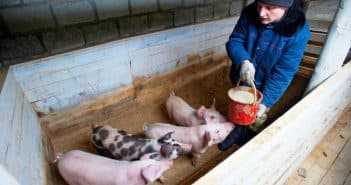 Нормы расхода кормов для свиней на голову | сайт зоотехников
