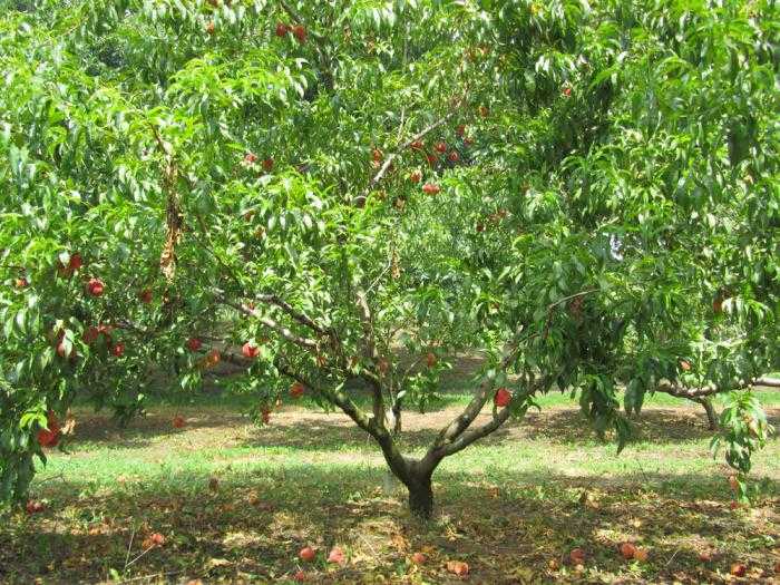Персик воронежский кустовой: описание сорта, отзывы, фото, посадка и уход, выращивание, урожайность, морозостойкость, вкусовые качества