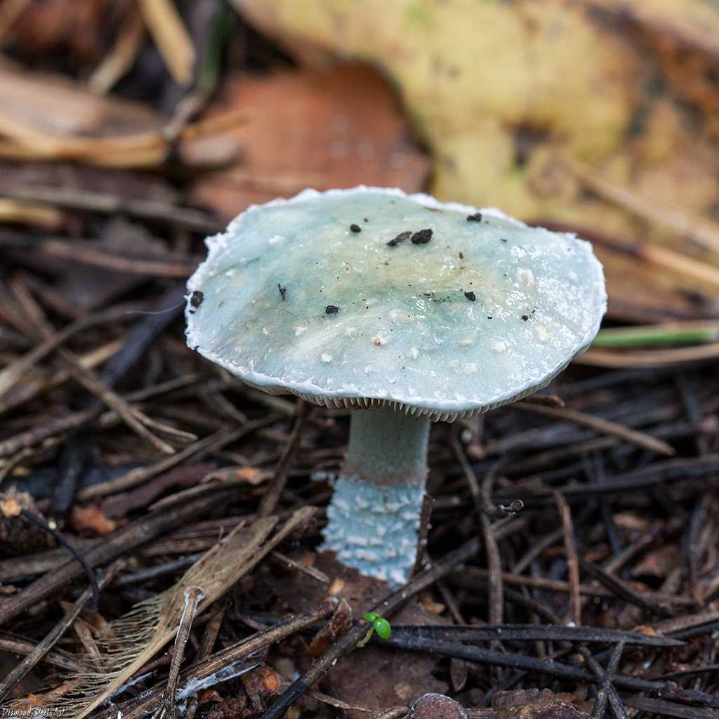 Строфария сине-зелёная (stropharia aeruginosa): съедобный гриб