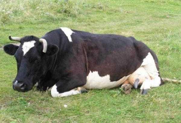 Как определить стельность коровы народными методами и средствами