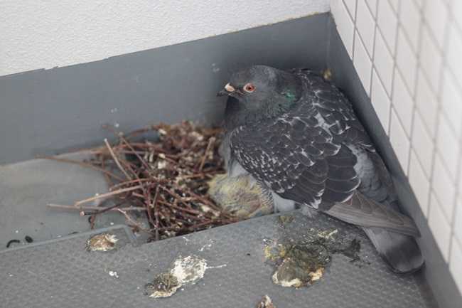 Как избавиться от голубей на балконе: чем отпугнуть и отвадить птиц навсегда
