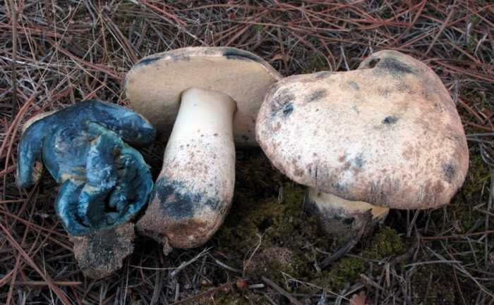 Древесные грибы: разновидности, особенности