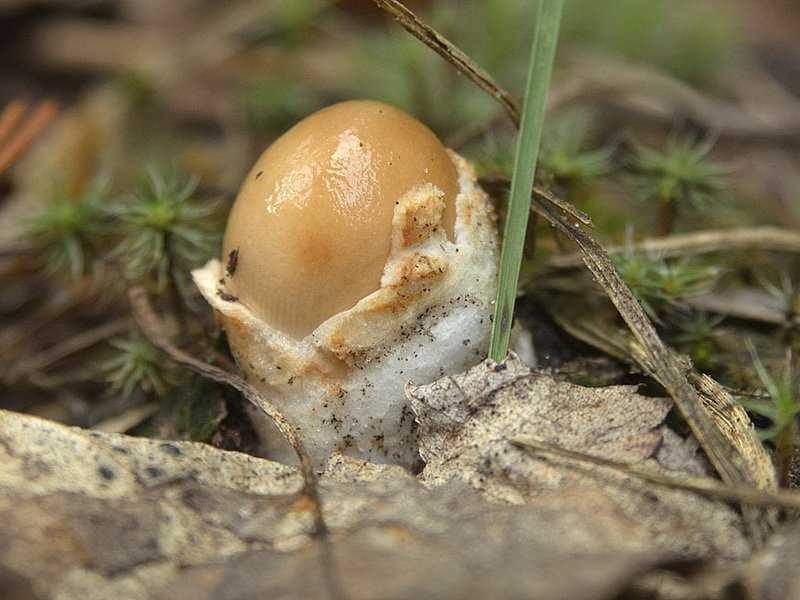 Поплавок чёрный (amanita pachycolea): как выглядит гриб, где и как растет, съедобный или нет