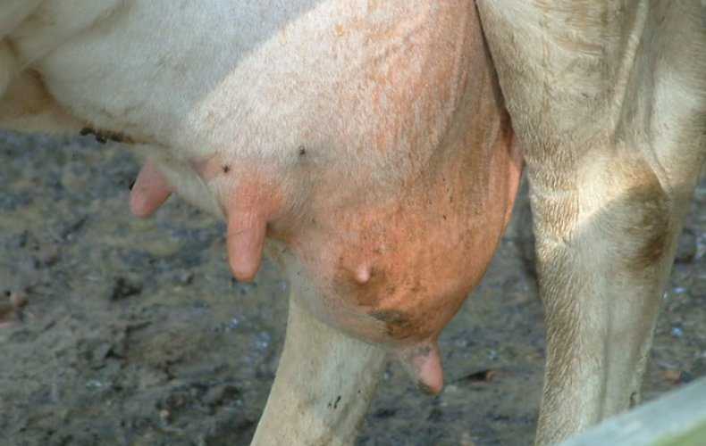 Корова хромает на заднюю или переднюю ногу: причины, как оказать первую помощь. Что делать, если нога у коровы опухла. Как лечить. Профилактика хромоты.