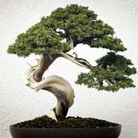 Дерево бонсай – как сделать из обычного растения, вырастить из черенка и семян, правила ухода