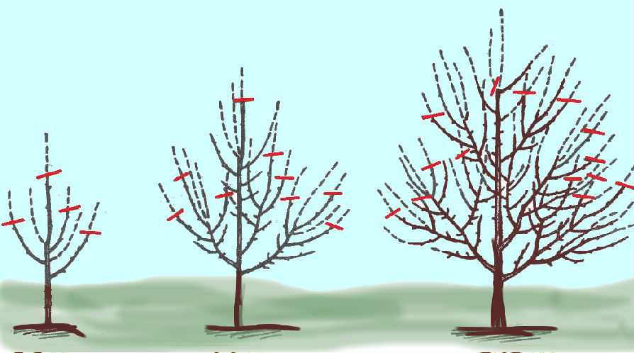 Особенности обрезки плодовых деревьев и кустарников