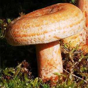 Белый гриб — 101% пользы для здоровья | good-tips.pro