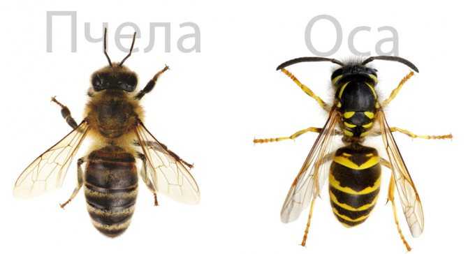 Разница между пчелой и шмелем