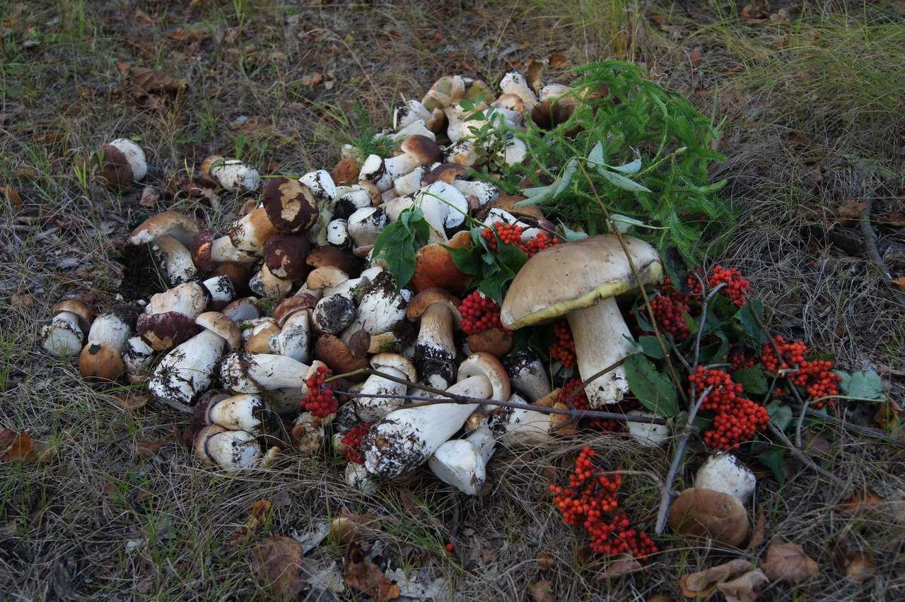 Какие грибы, где растут и когда: места и сроки плодоношения