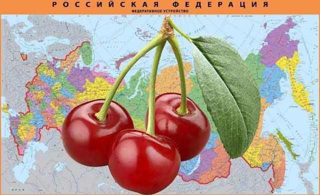 Как правильно выбрать и посадить вишню весной в Сибири. Особенности районированных сортов для сибирских регионов. Правила ухода.