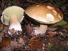 Признаки опасных двойников белого гриба