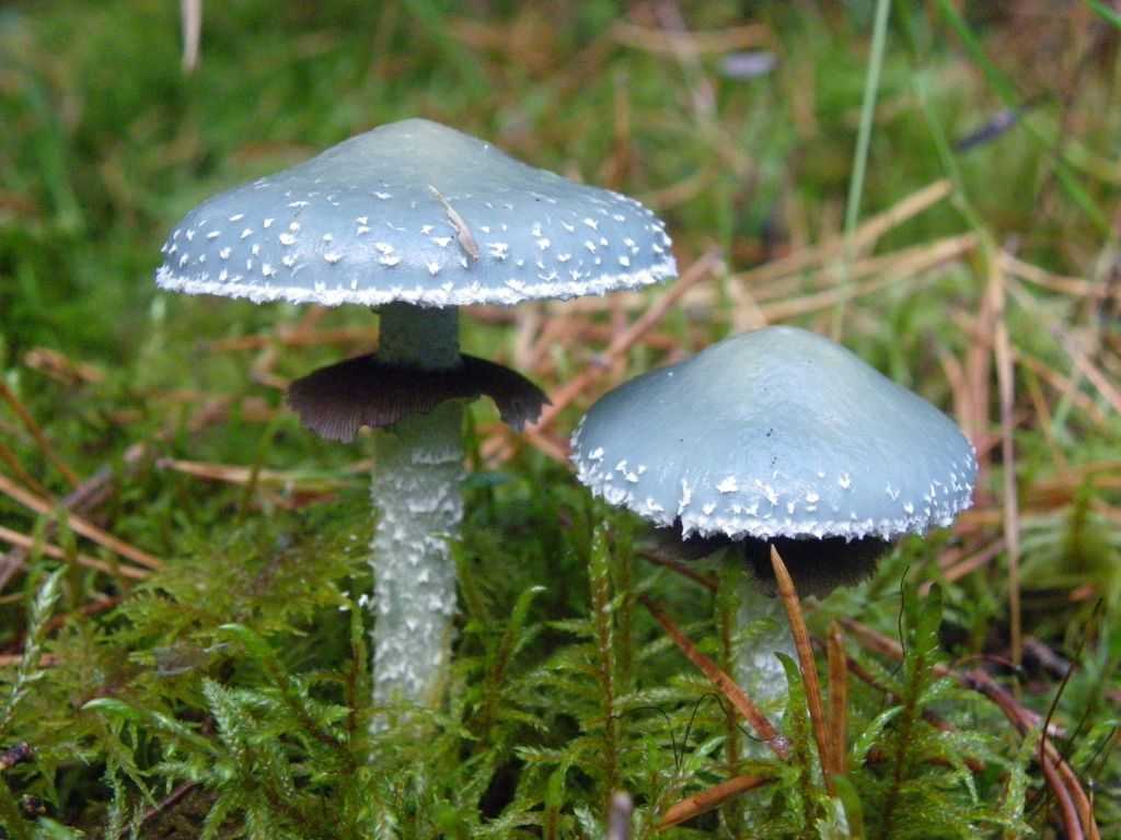 Съедобные грибы ленинградской области: фото и описание, где собирать